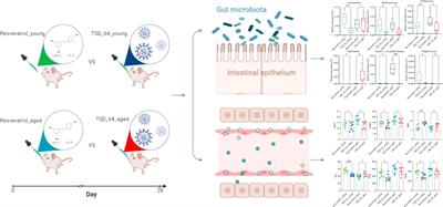 Gut microbial characteristical comparison reveals potential anti-aging function of Dubosiella newyorkensis in mice